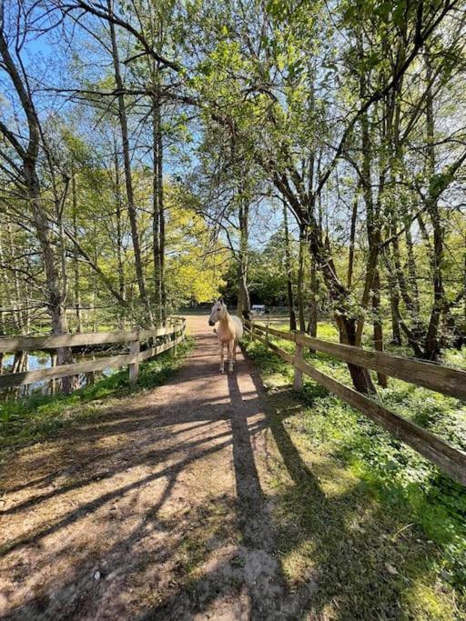 Pferdeparadies Untergrunhagen Bad Fallingbostel Kültér fotó